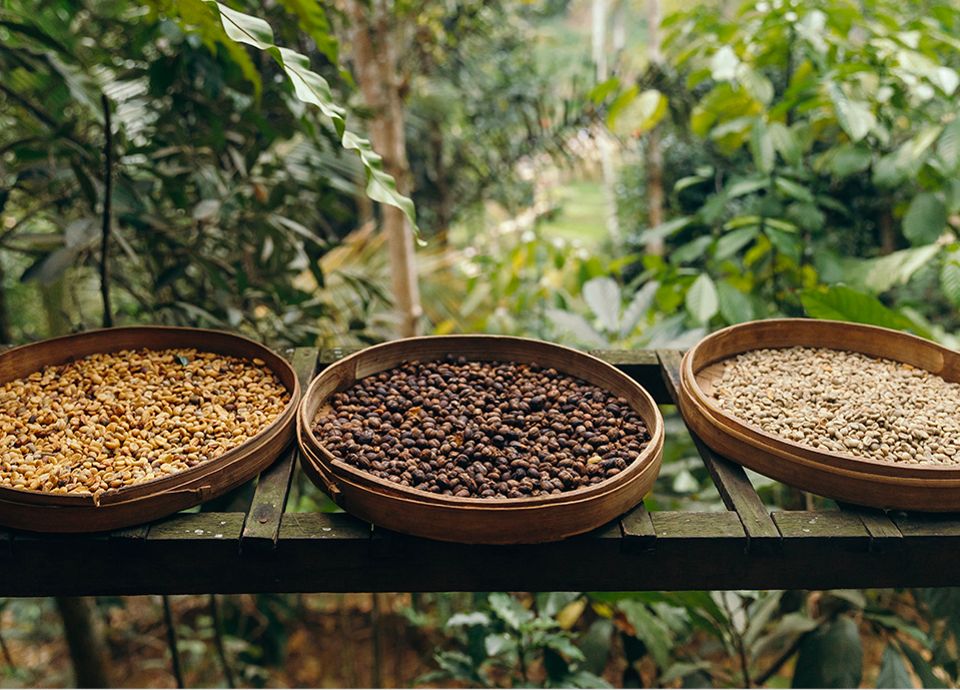 The coffee bean - from the plant to roasting