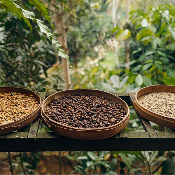 Showing various cofffee beans in round trays being dryed with  greenery background.