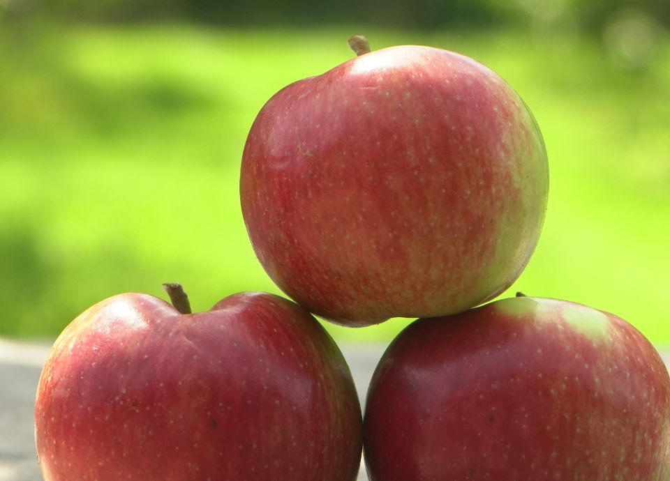 Olmenhorst Appeltaart Workshop