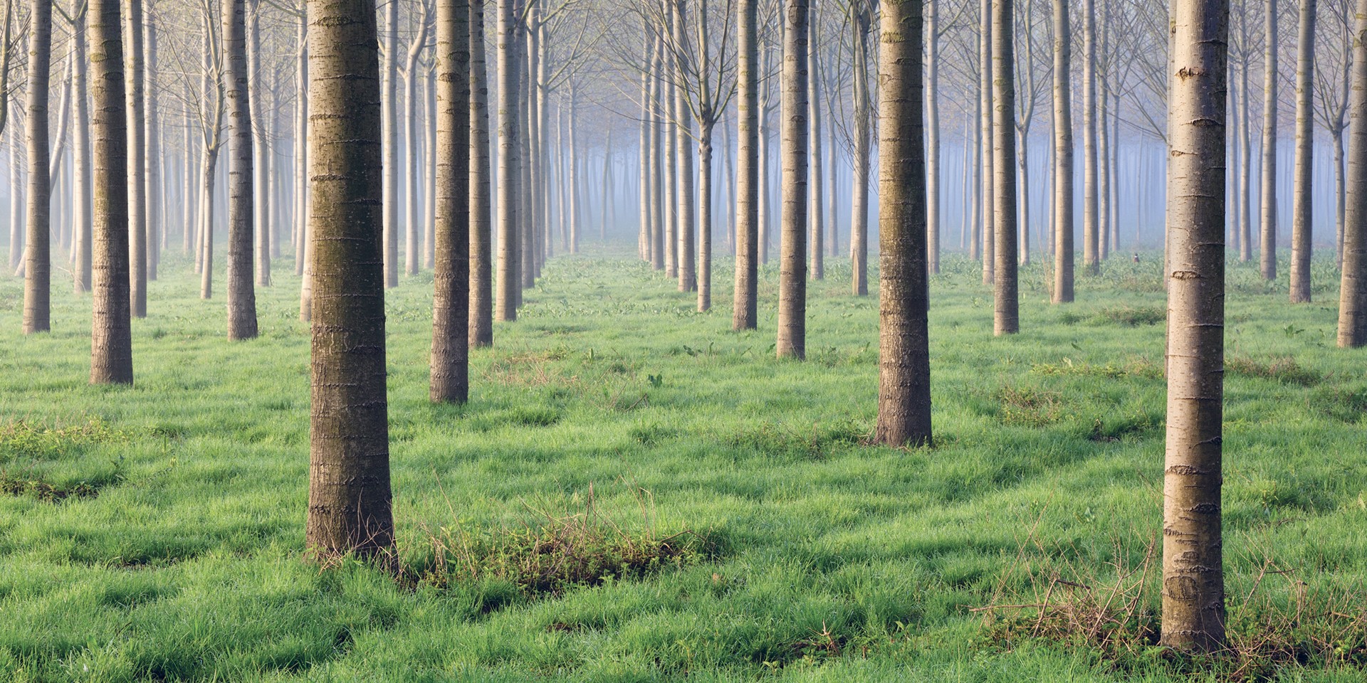 L'environnement